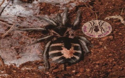 cyriocosmus leetzi female tarantula
